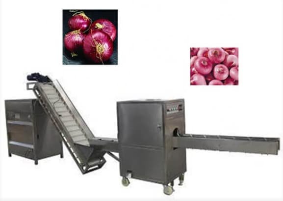 onion processing line